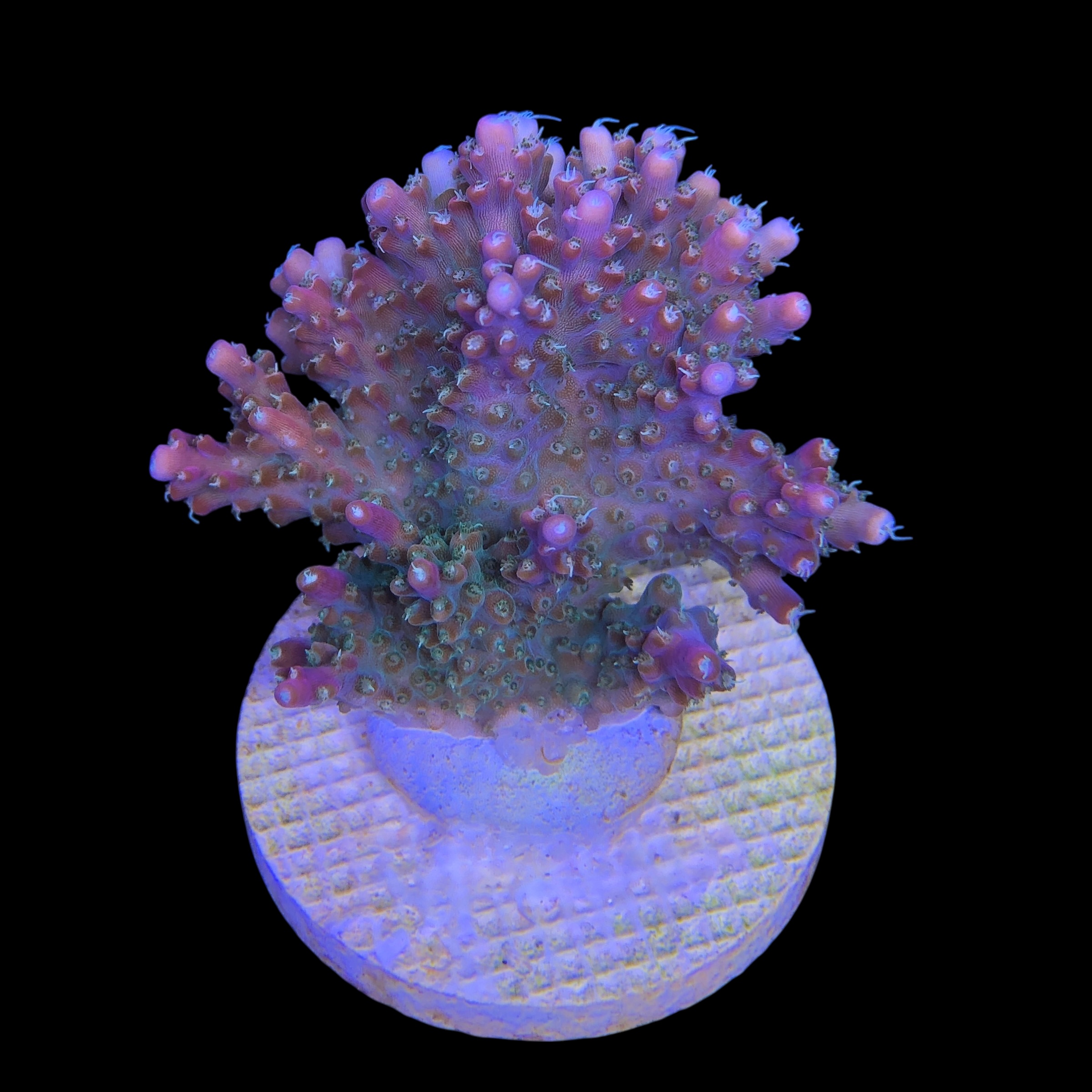 Insignis Mini Colônia - Imagem 2