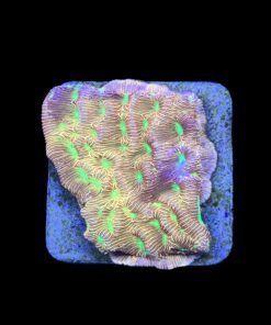 J. F. Leptoseris Lantern M