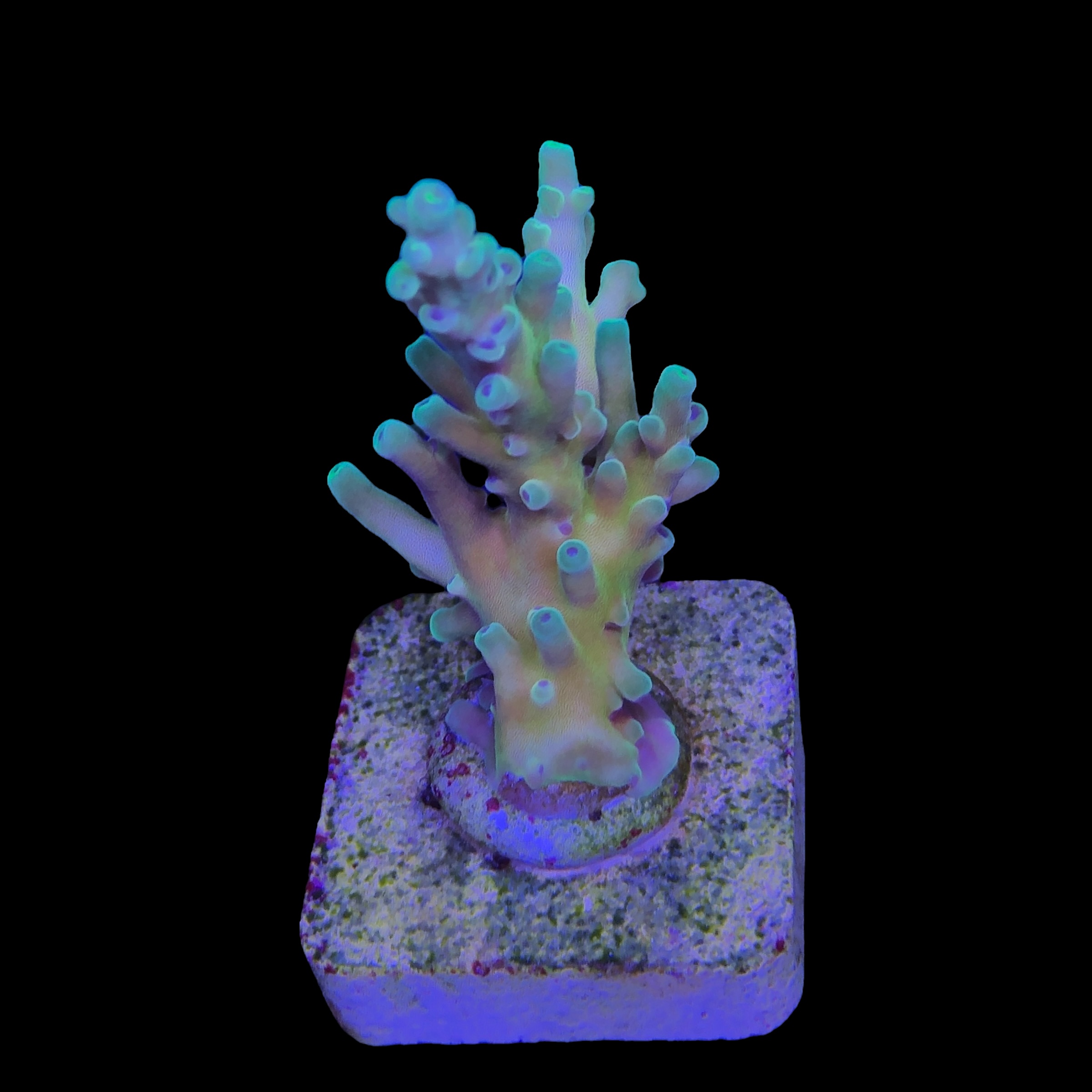 Jaw Dropper M - Imagem 2