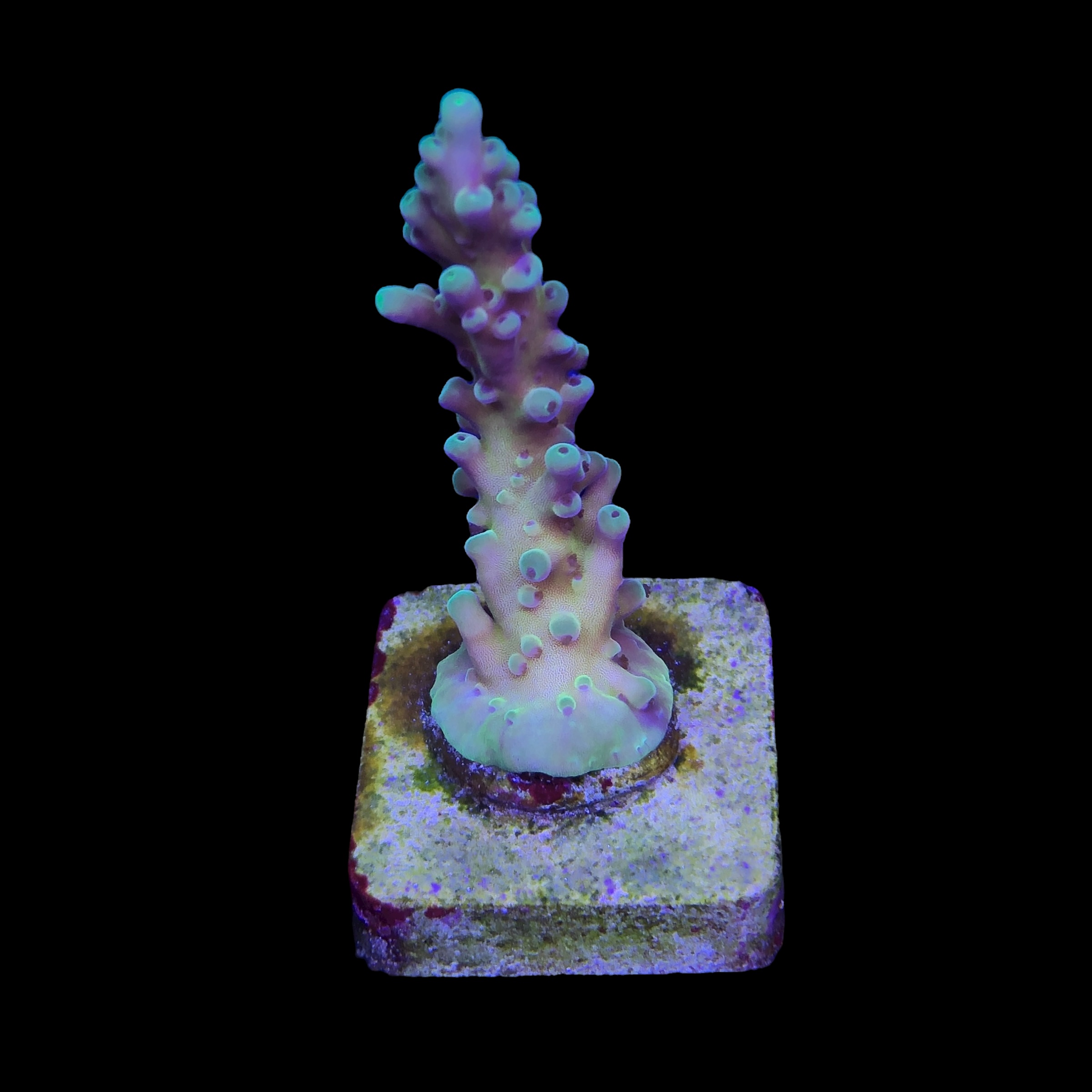 Jaw Dropper M - Imagem 2