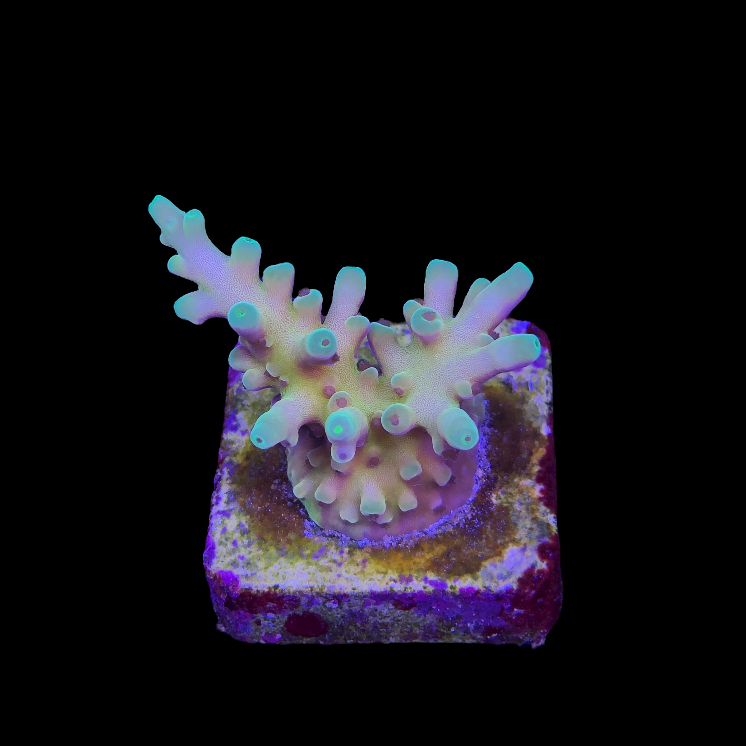 Jaw Dropper P - Imagem 2