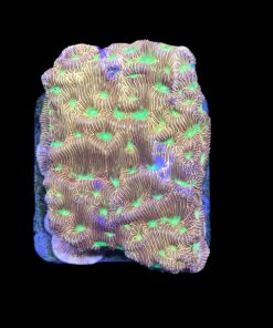 J. F. Leptoseris Lantern M