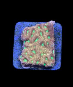 J. F. Leptoseris Lantern M