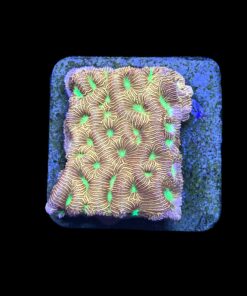 J. F. Leptoseris Lantern M