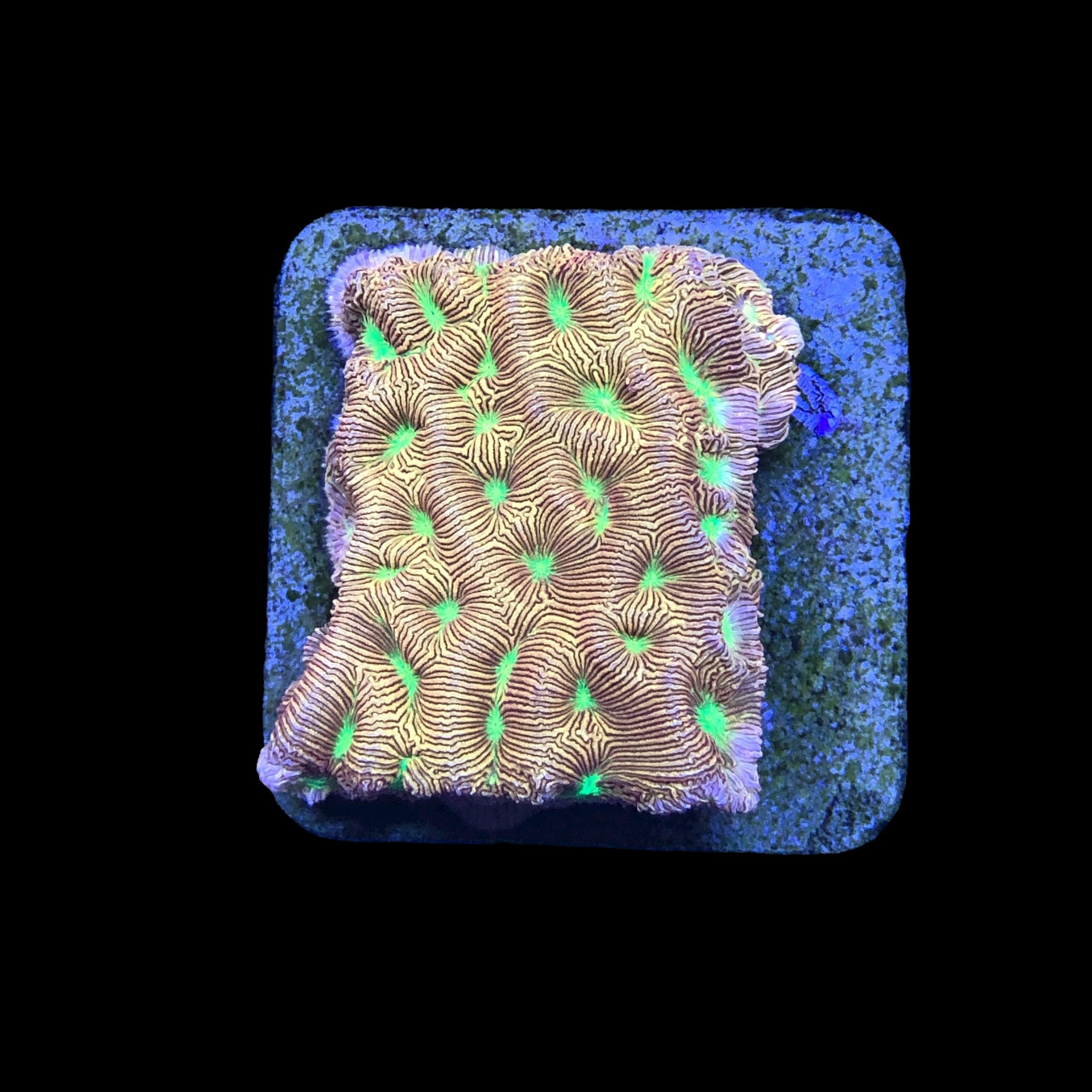 J. F. Leptoseris Lantern M