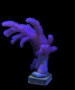 Leather Finger Peludo G