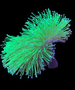 Leather Umbrella Japanese Colônia