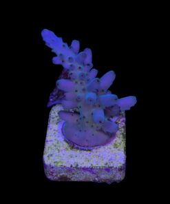 Lokani Purple Monster M