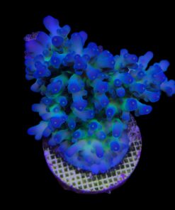 Lorips Blue Tips Mini Colônia