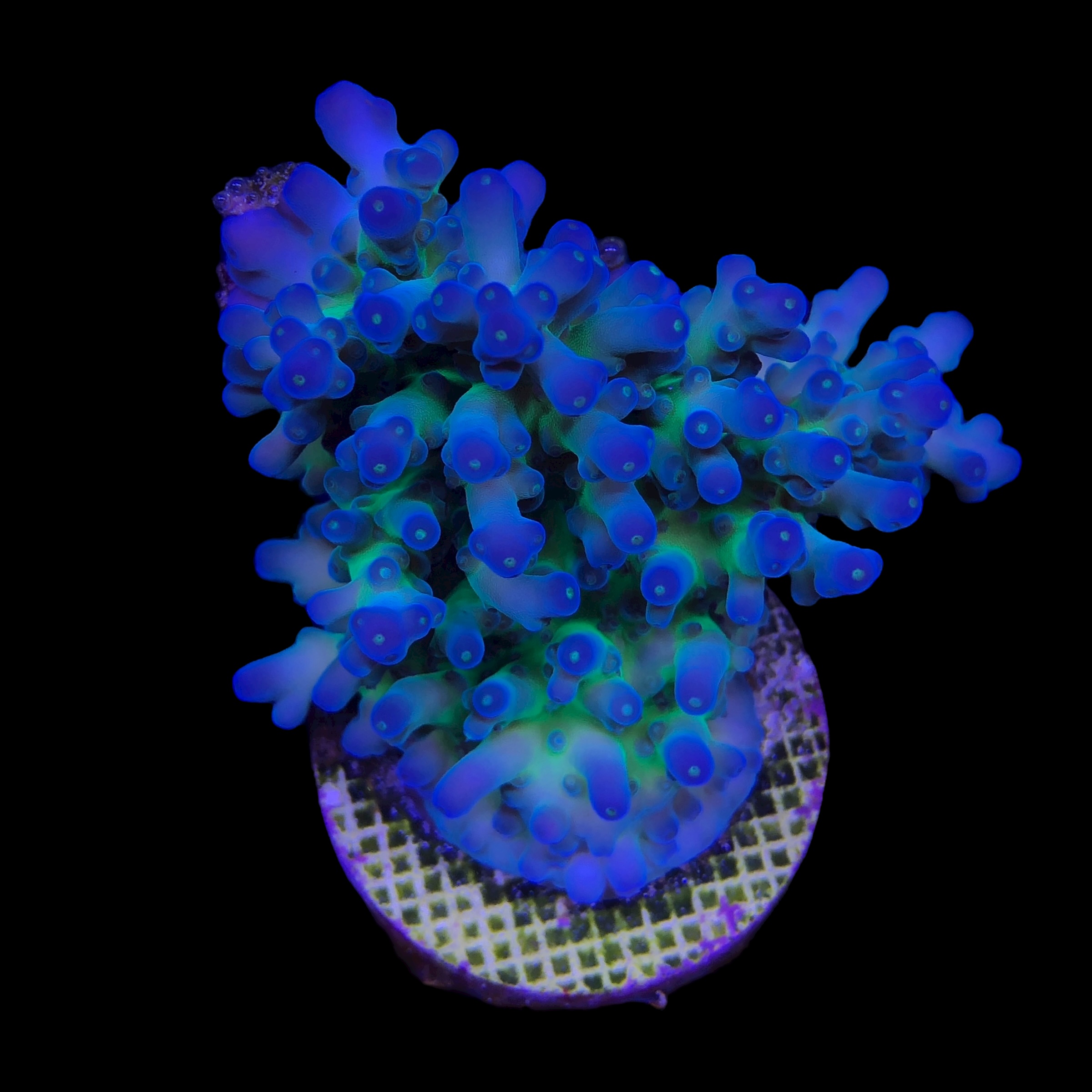 Lorips Blue Tips Mini Colônia