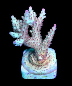 Alternative view of Lorips Strawberry G