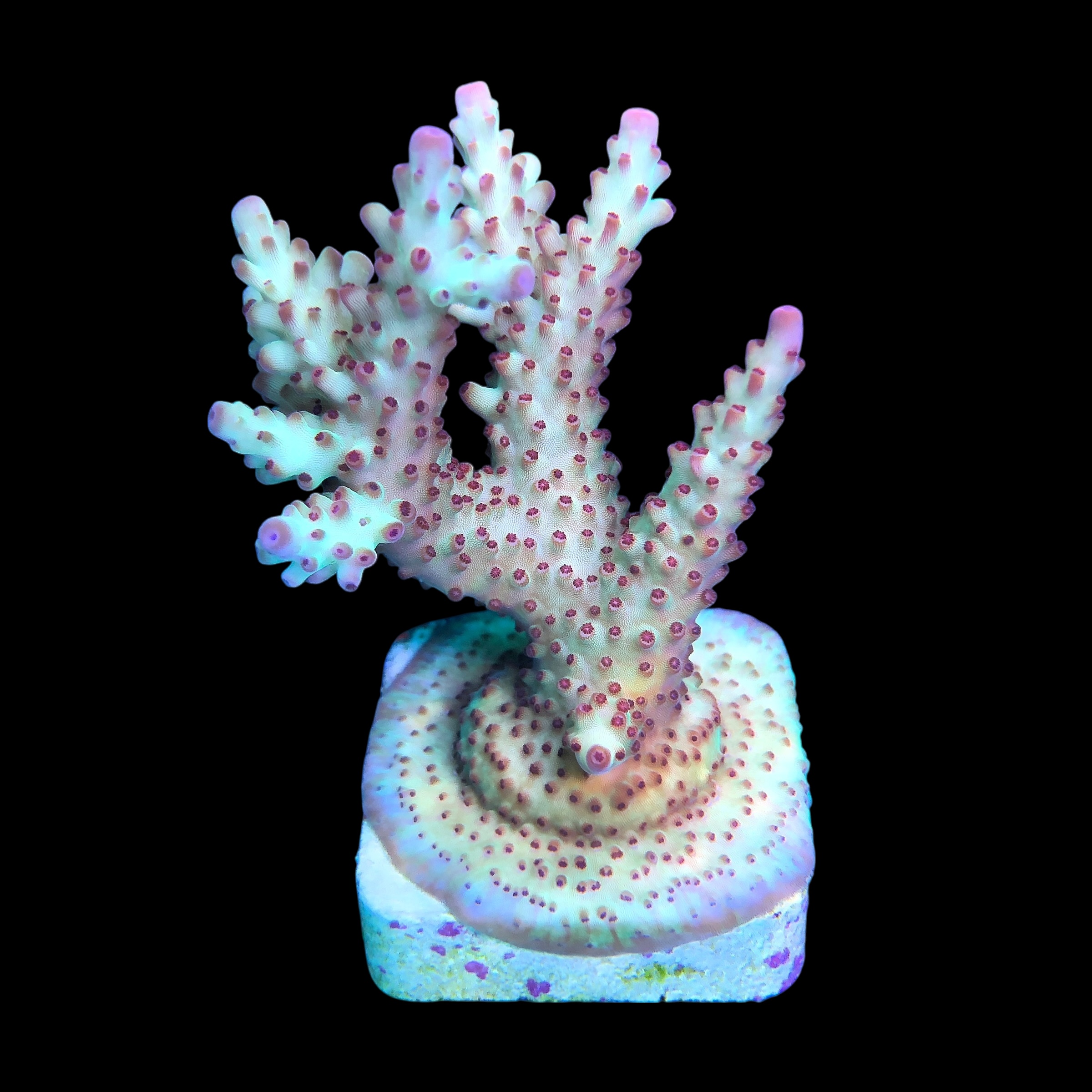 Lorips Strawberry G - Imagem 2