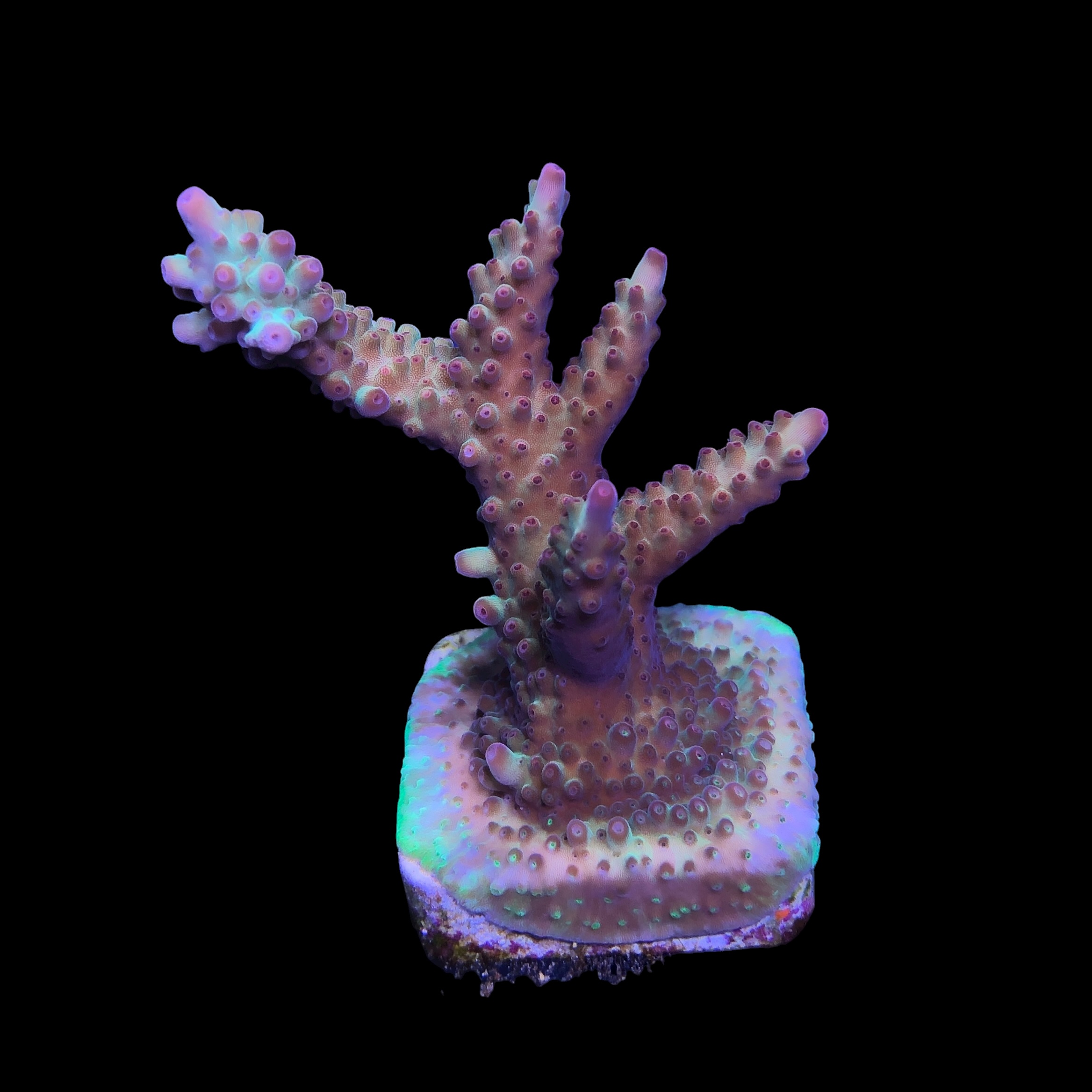 Lorips Strawberry G - Imagem 2