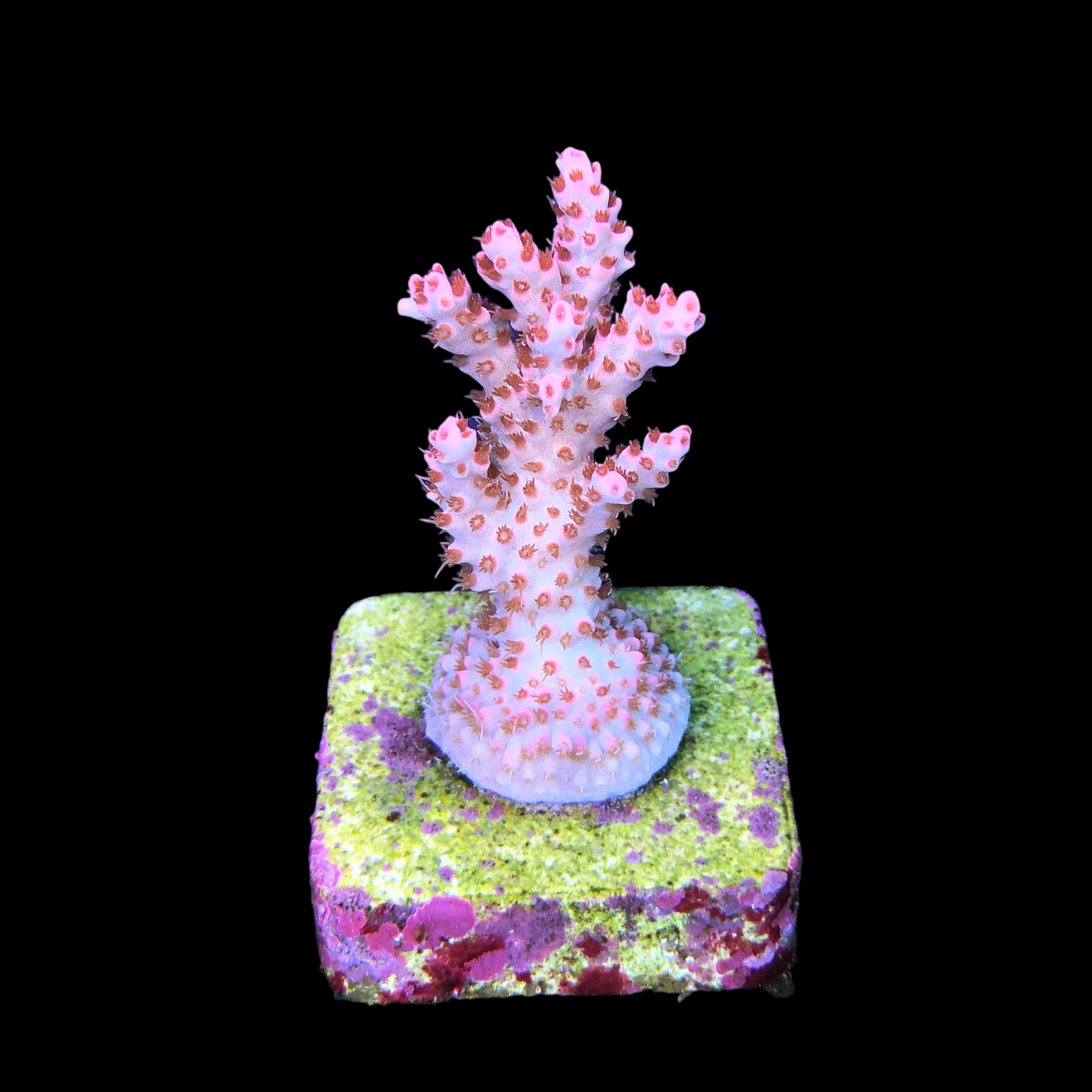 Maleficent M - Imagem 2