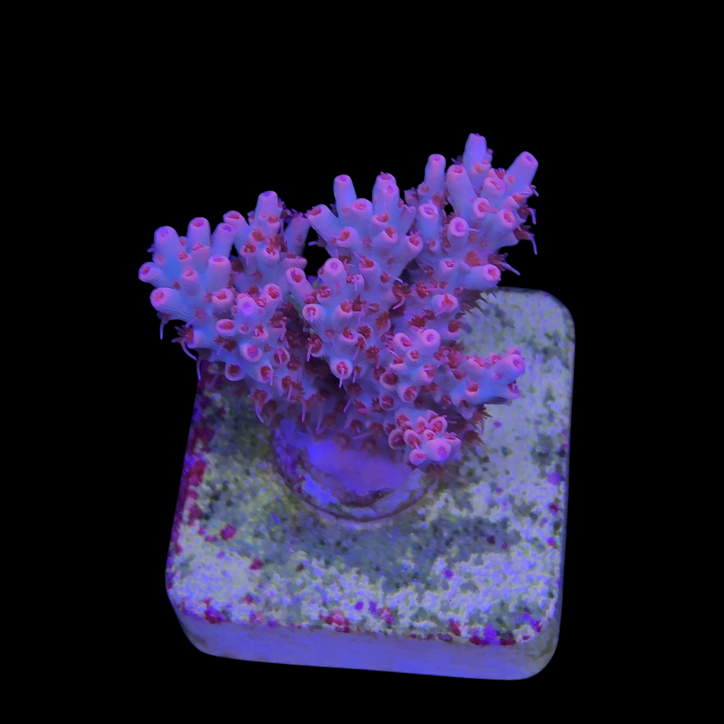 Maleficent M - Imagem 2