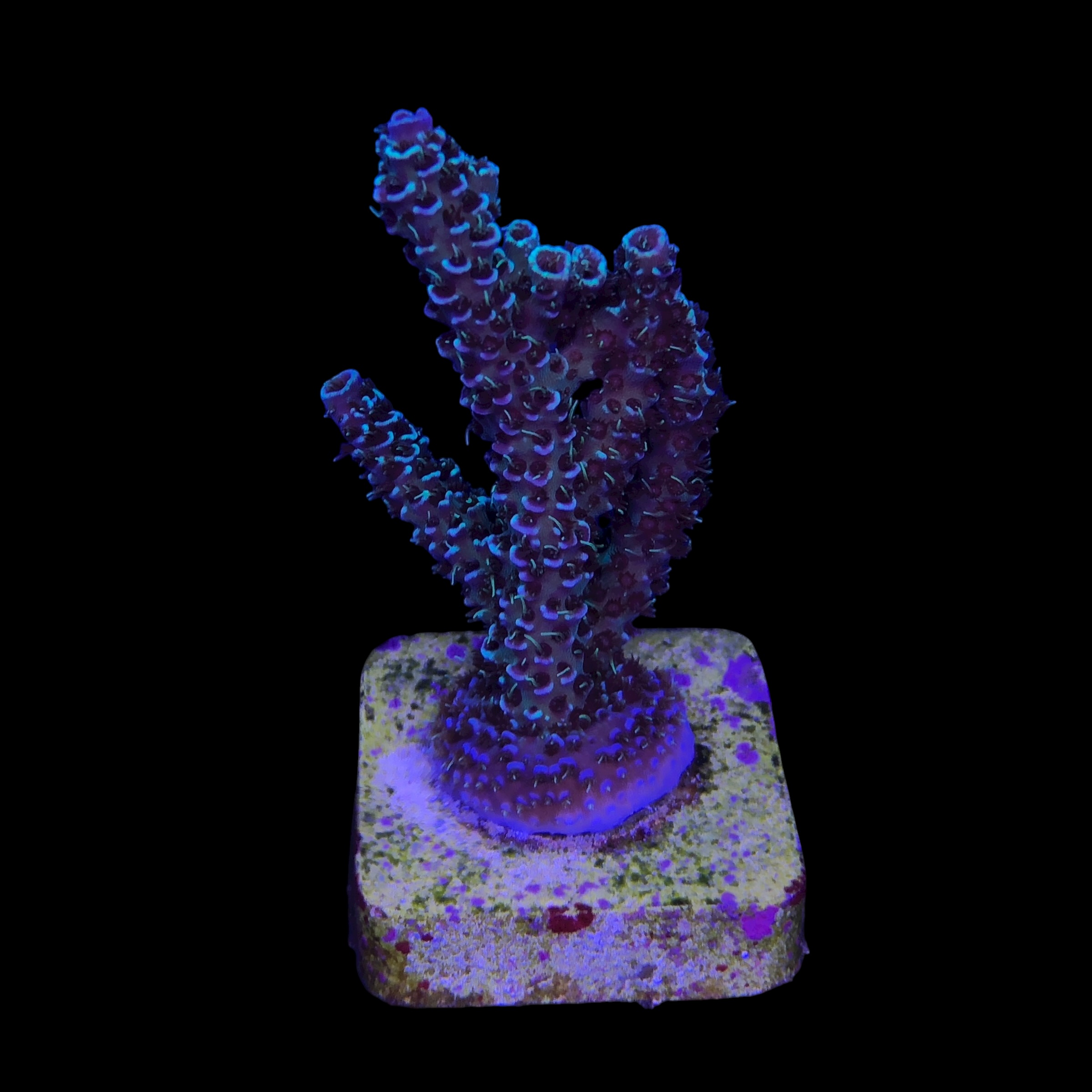 Millepora Blue G