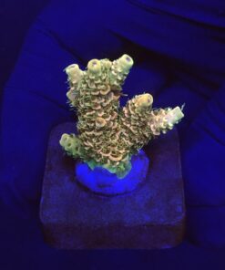 Millepora Orange Yellow Tips M