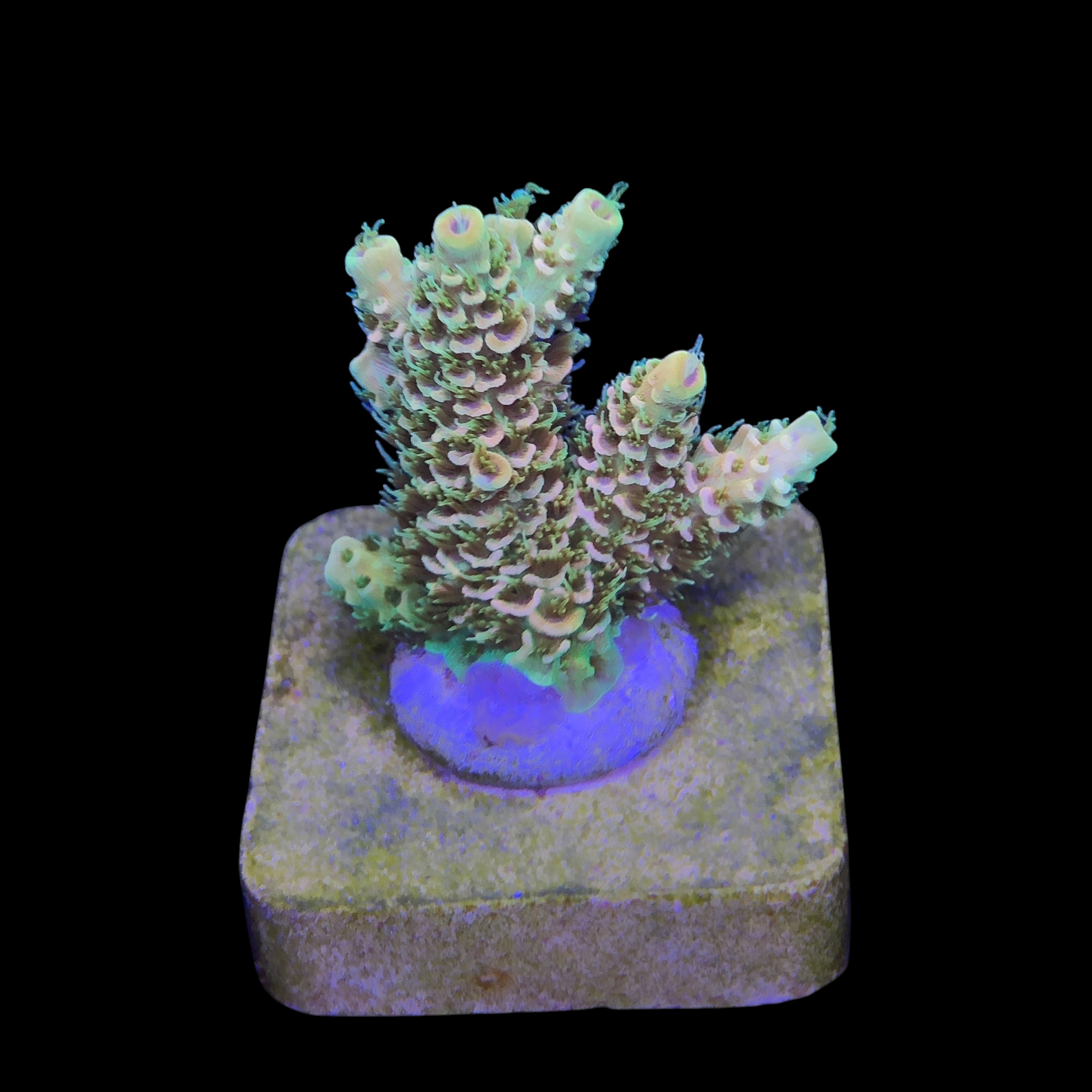 Millepora Orange Yellow Tips M - Imagem 2