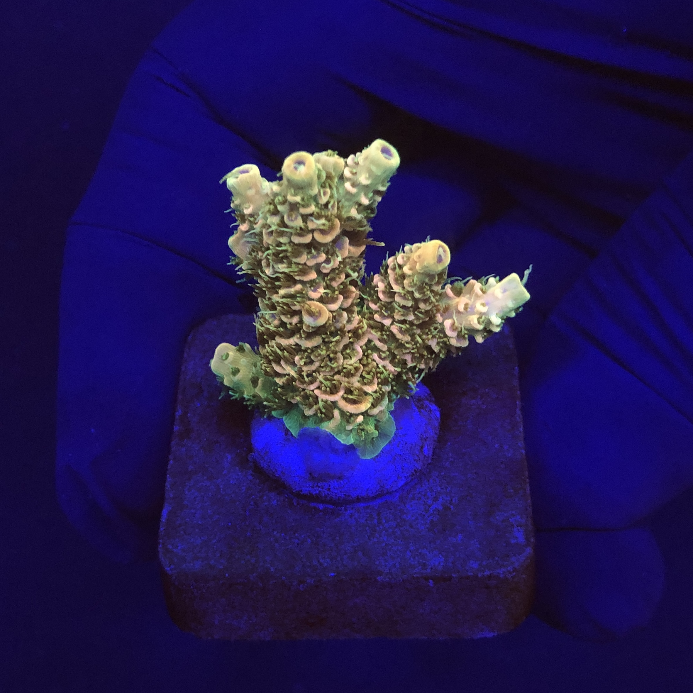 Millepora Orange Yellow Tips M