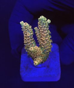 Millepora Orange Yellow Tips M