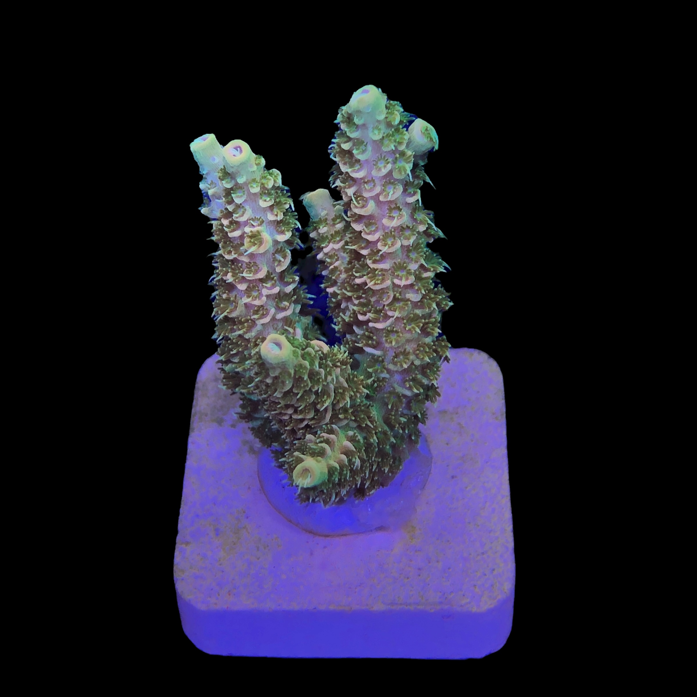 Millepora Orange Yellow Tips M - Imagem 2