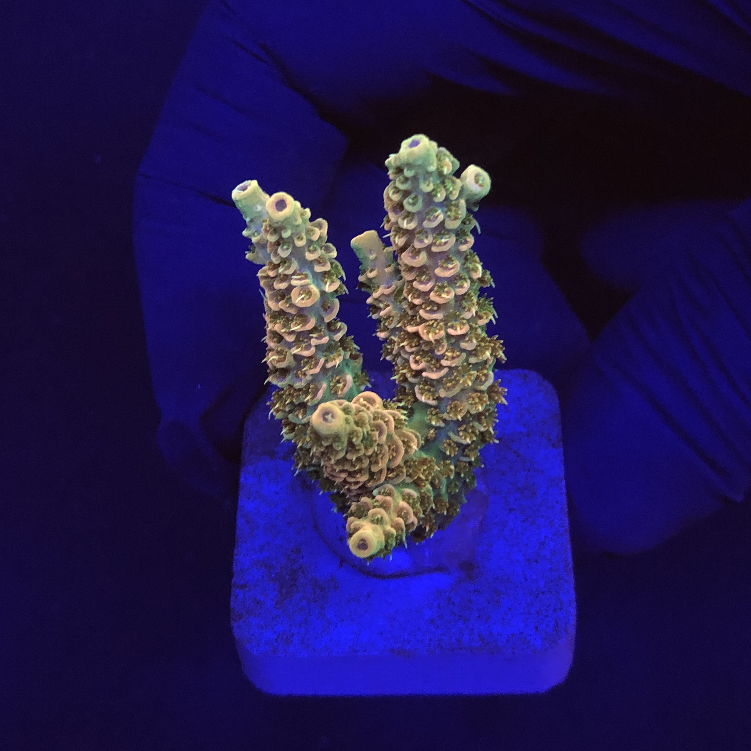 Millepora Orange Yellow Tips M