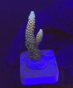 Millepora Tricolor M