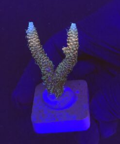 Millepora Tricolor M