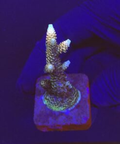 Millepora Tricolor M