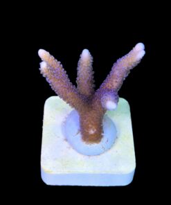 Montipora Digitada Blue German M