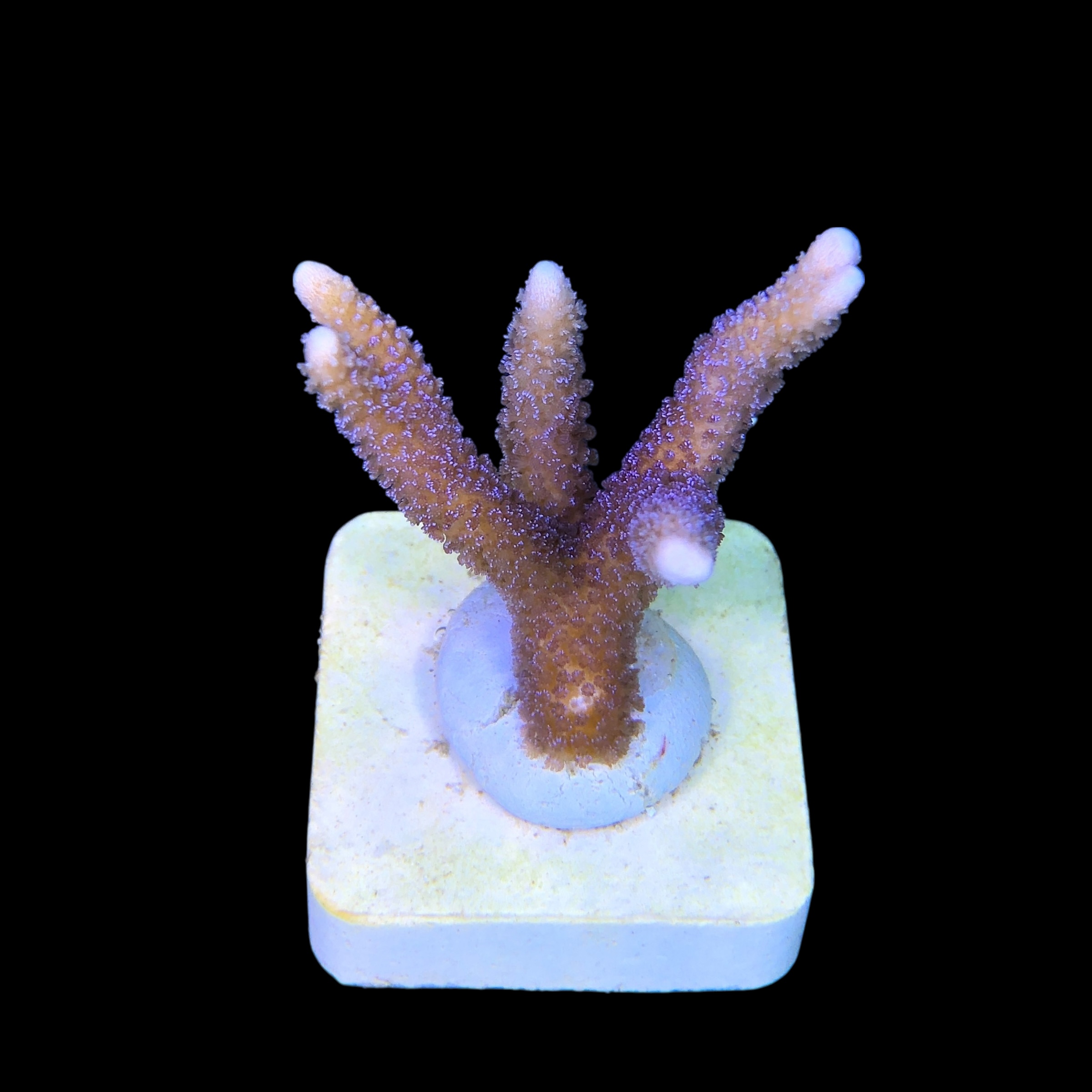 Montipora Digitada Blue German M