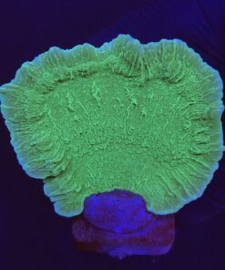 Montipora Capricornio Green G