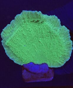 Montipora Capricornio Green G