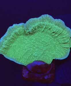 Montipora Capricornio Green G