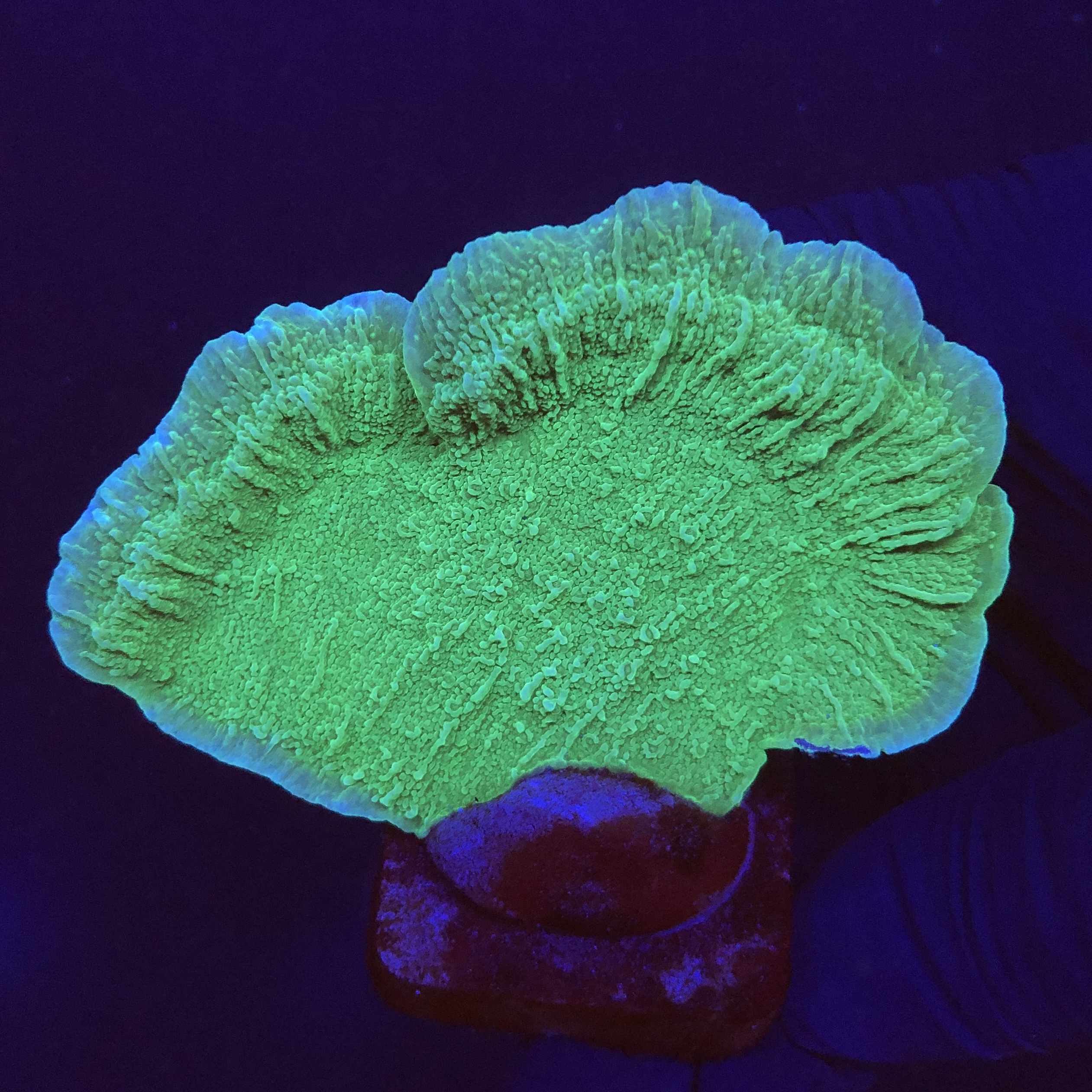 Montipora Capricornio Green G