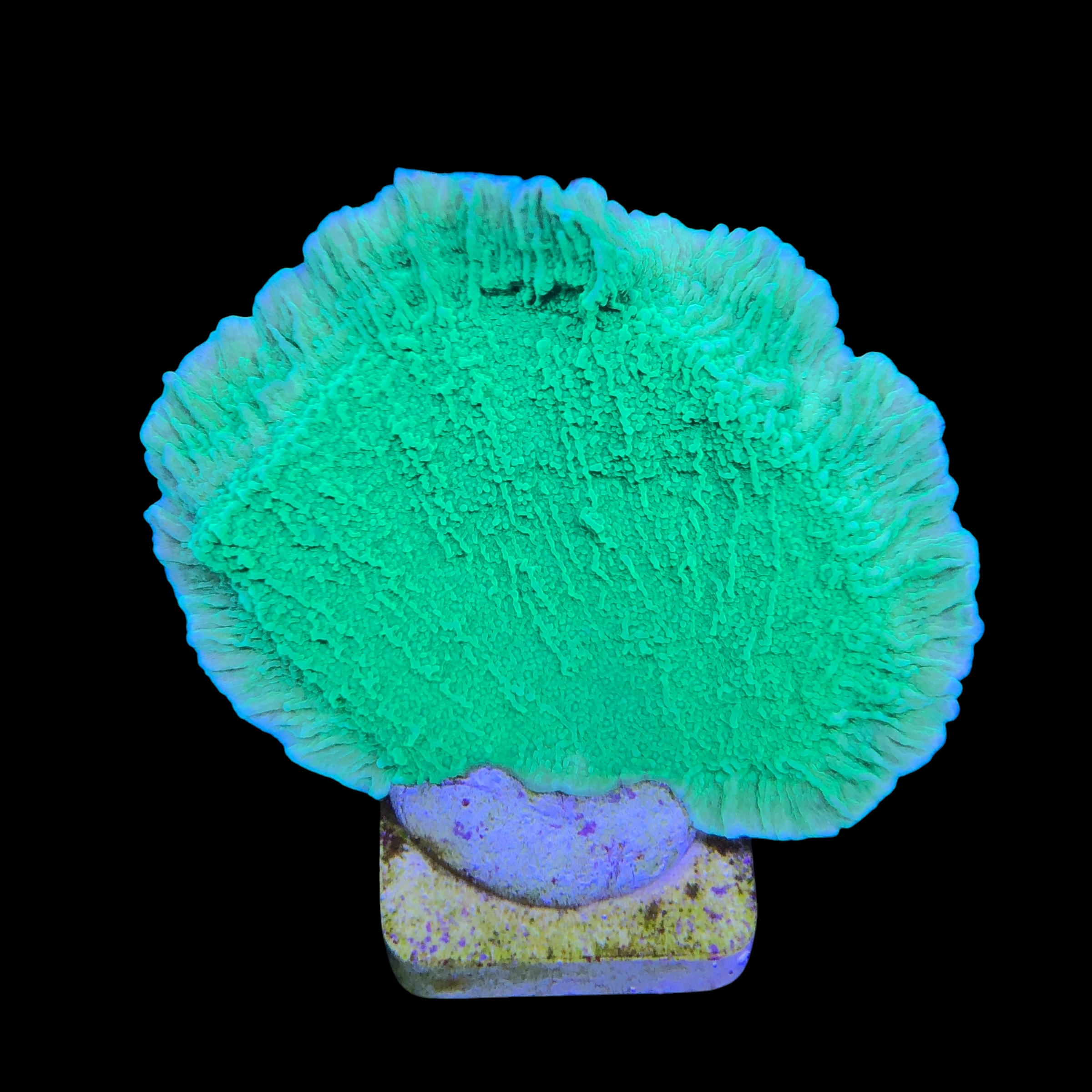Montipora Capricornio Green G - Imagem 2