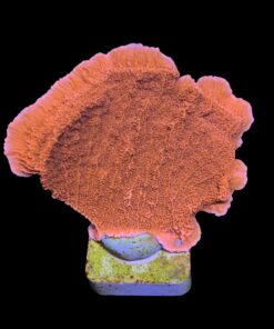 Montipora Capricórnio Laranja G