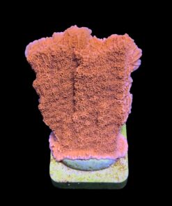 Montipora Capricórnio Laranja M
