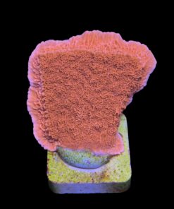 Montipora Capricórnio Laranja M