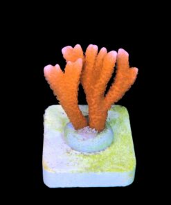 Montipora Digitada Laranja M
