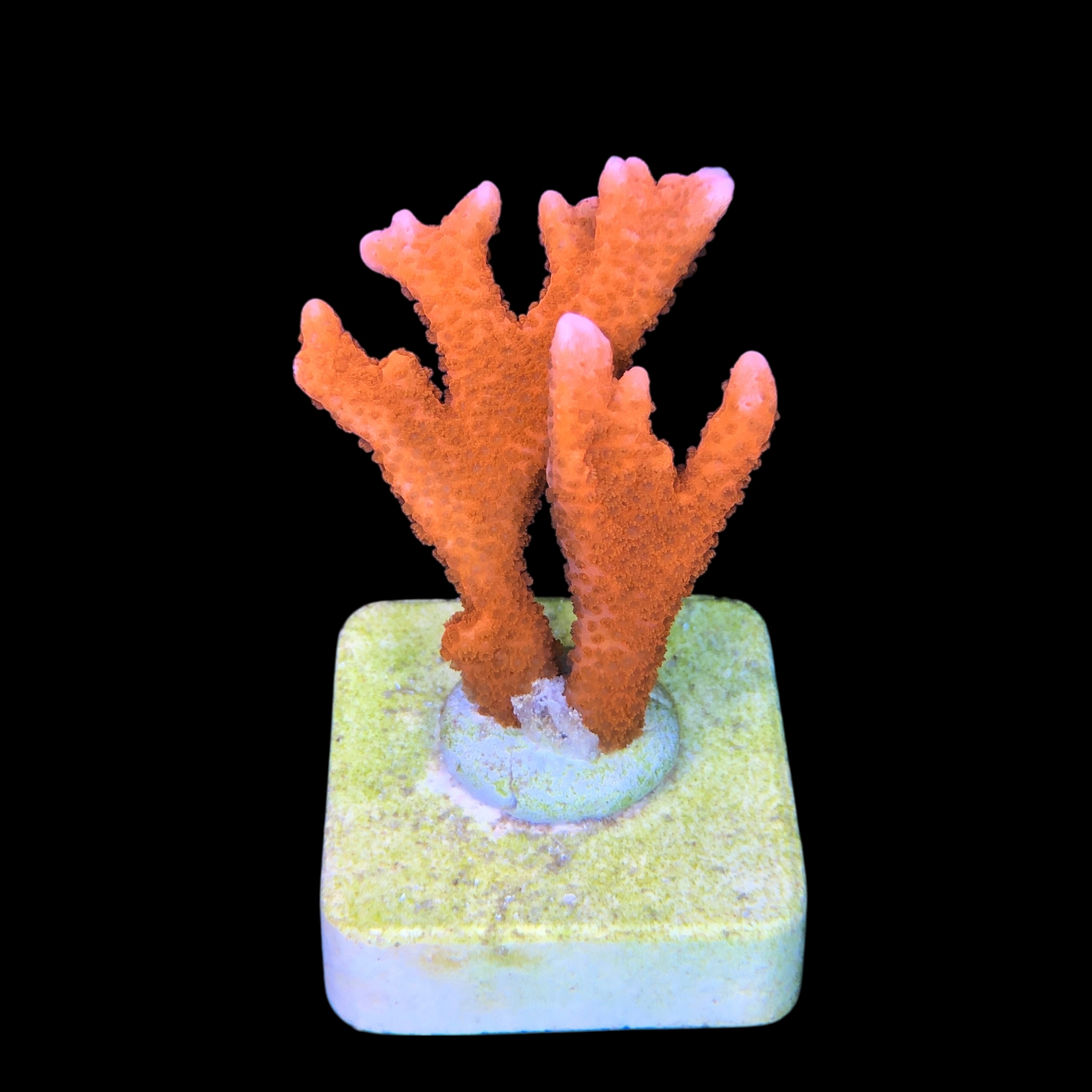 Montipora Digitada Laranja M