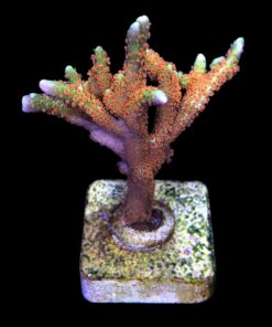 Alternative view of Montipora Forest Fire G
