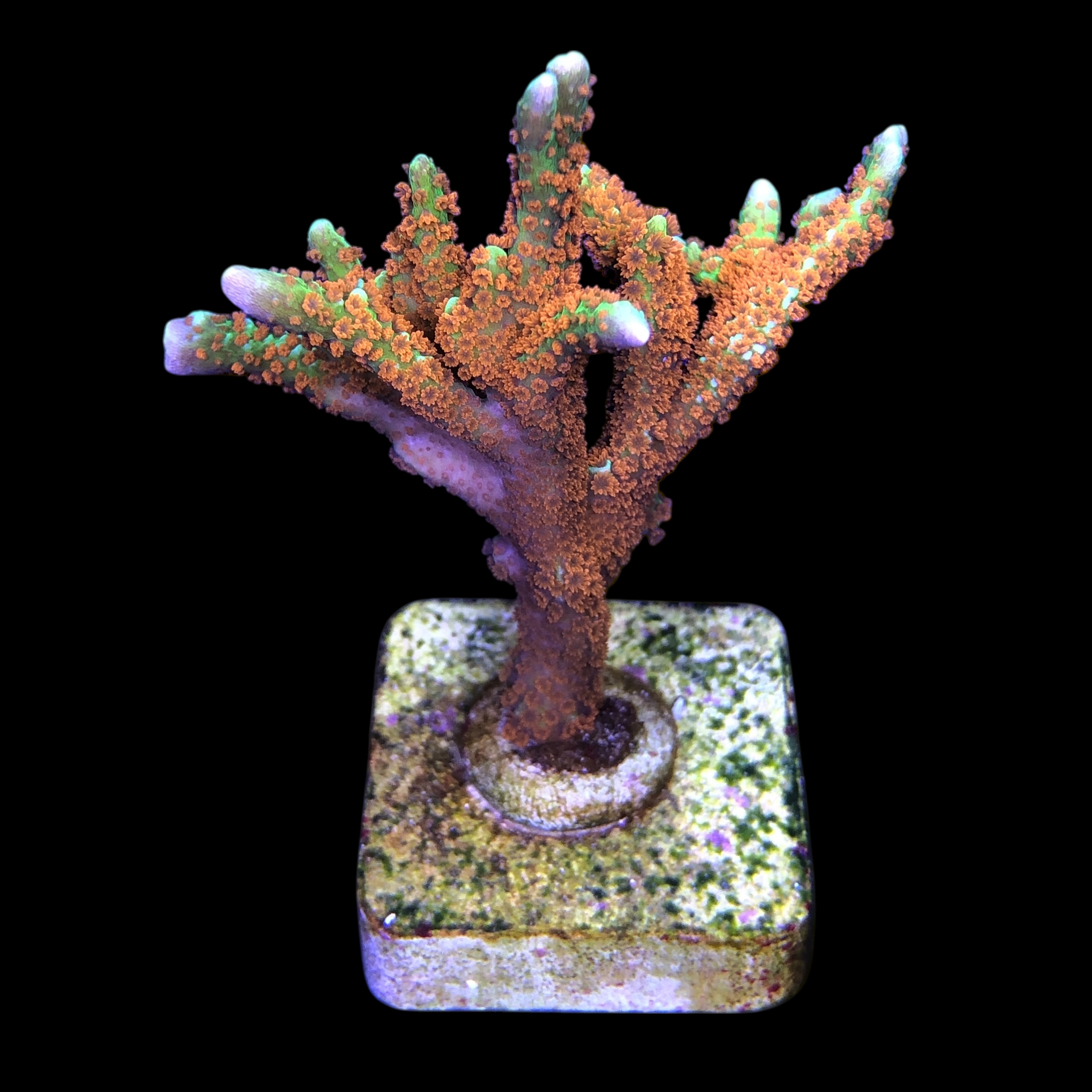 Montipora Forest Fire G - Imagem 2
