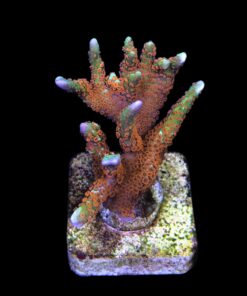 Alternative view of Montipora Forest Fire G
