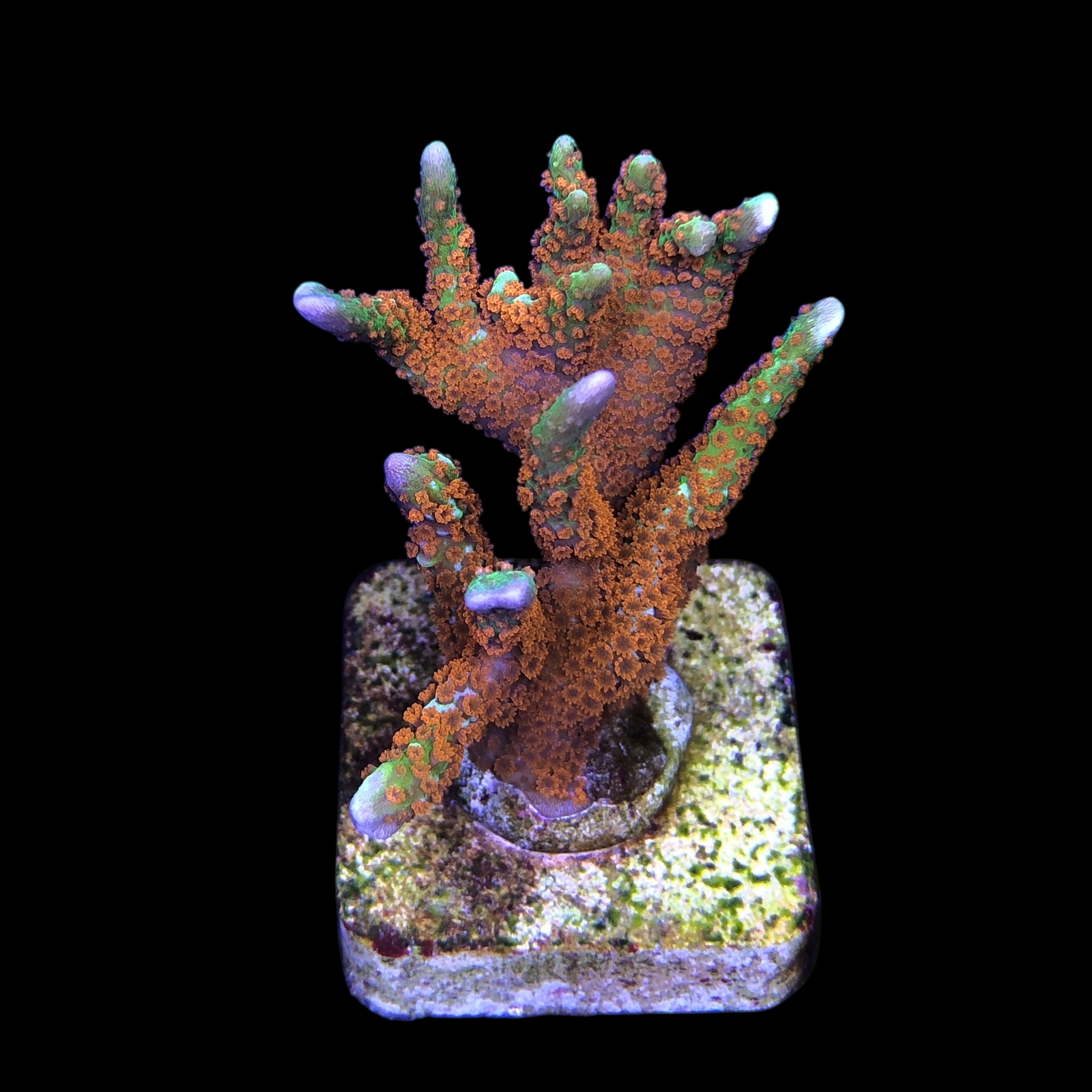 Montipora Forest Fire G - Imagem 2