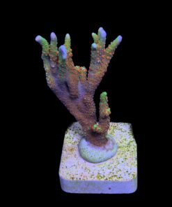 Montipora Forest Fire G