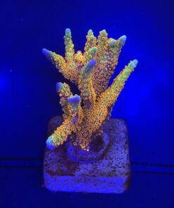 Montipora Forest Fire G