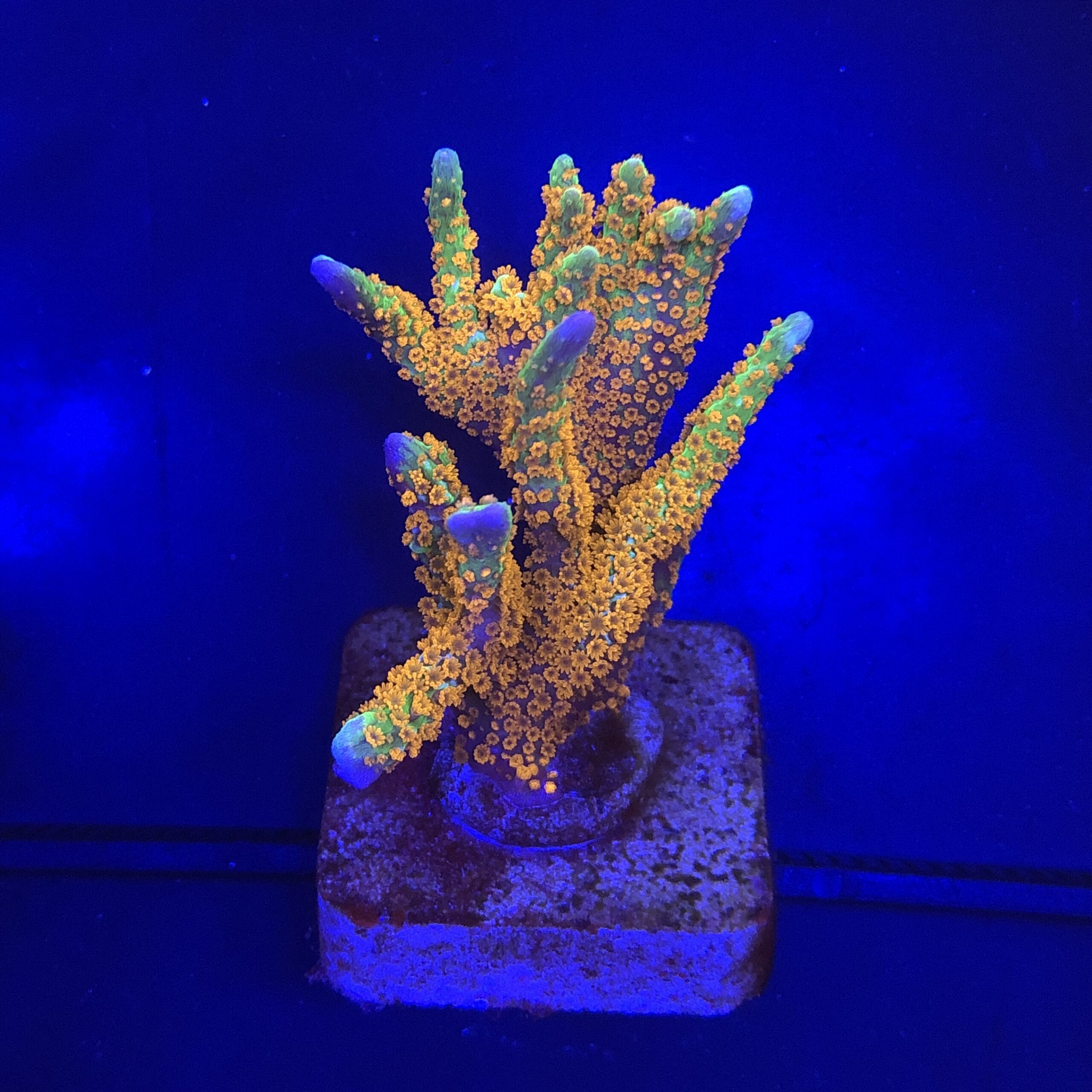 Montipora Forest Fire G