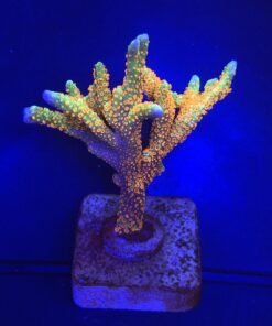 Montipora Forest Fire G
