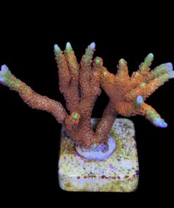 Alternative view of Montipora Forest Fire G